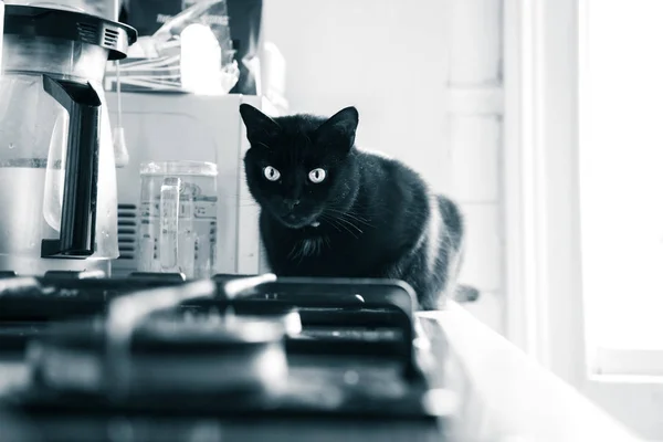 住在室内的一只漂亮的黑猫 成年猫的肖像 强反差单色外观 — 图库照片