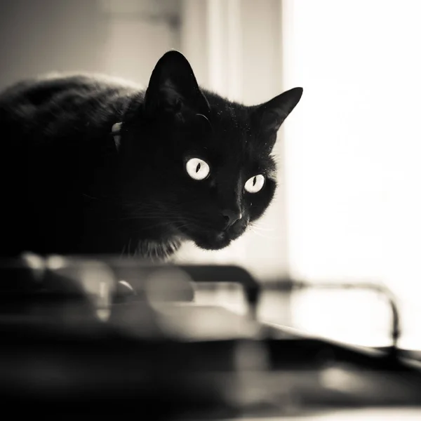 Een Mooie Zwarte Kat Die Binnenshuis Leven Volwassen Katachtige Portret — Stockfoto
