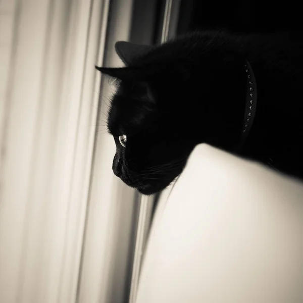 Hermoso Gato Negro Viviendo Interior Retrato Felino Adulto Contrasty Mirada — Foto de Stock