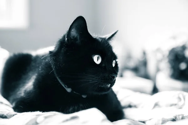 Een Mooie Zwarte Kat Die Binnenshuis Leven Volwassen Katachtige Portret — Stockfoto