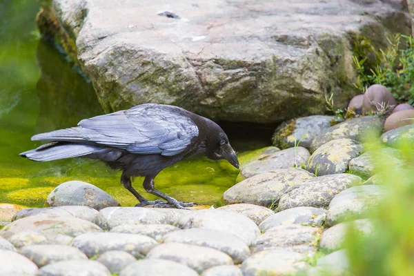 Piękny Czarny Crow Nad Stawem Par Jedzenie Portret Ptak — Zdjęcie stockowe