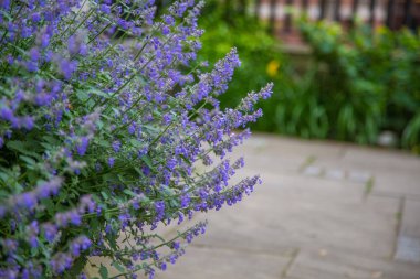 Londra parklarda çiçek açan bir güzel yaz çiçek. Renkli portre.