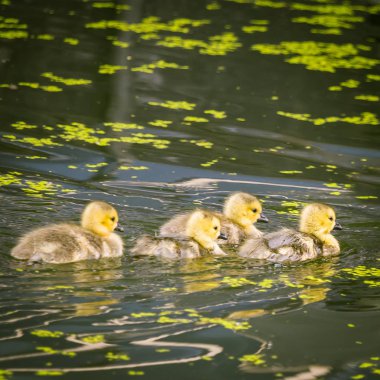Londra'nın park aile kaz. Kuş portre. Şehirde su kuşları.