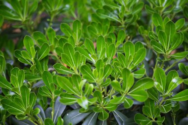 Bir güzel, yeşil bitki örtüsü parkları Londra'da. Yaz aylarında yeşil yaprakları. City Park.