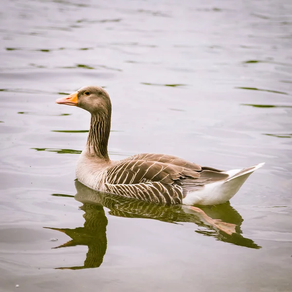 Goose Family Park London Bird Portrait Waterfowl City — Stock Photo, Image