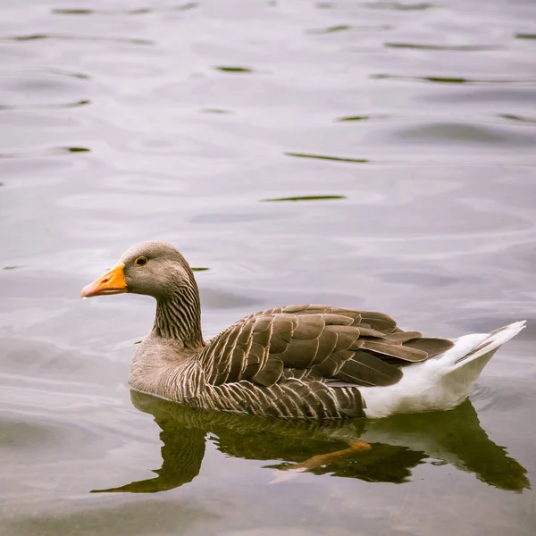 Goose Familj Park London Fågel Stående Sjöfåglar City — Stockfoto