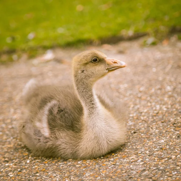 Goose Family Park London Bird Portrait Waterfowl City — Stock Photo, Image