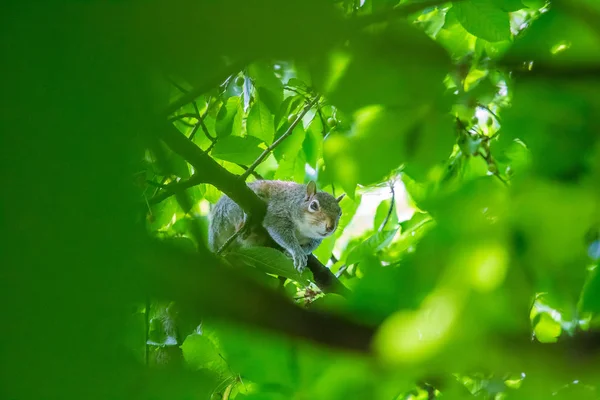 Ein Schönes Eichhörnchen Einem Londoner Park Auf Der Suche Nach — Stockfoto