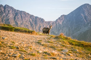 Tatra Dağları eteklerinde otlatma güzel, meraklı vahşi chamois. Vahşi hayvan dağ manzarası içinde. Tatry, Slovakya yaz aylarında.
