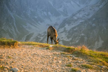 Tatra Dağları eteklerinde otlatma güzel, meraklı vahşi chamois. Vahşi hayvan dağ manzarası içinde. Tatry, Slovakya yaz aylarında.