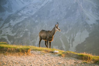 Tatra Dağları eteklerinde otlatma güzel, meraklı vahşi chamois. Vahşi hayvan dağ manzarası içinde. Tatry, Slovakya yaz aylarında.
