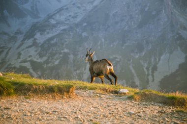 Tatra Dağları eteklerinde otlatma güzel, meraklı vahşi chamois. Vahşi hayvan dağ manzarası içinde. Tatry, Slovakya yaz aylarında.
