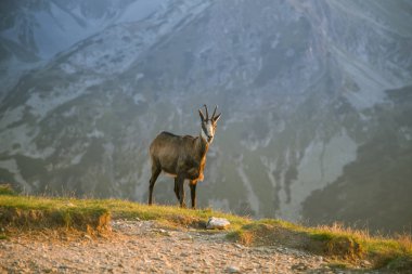 Tatra Dağları eteklerinde otlatma güzel, meraklı vahşi chamois. Vahşi hayvan dağ manzarası içinde. Tatry, Slovakya yaz aylarında.