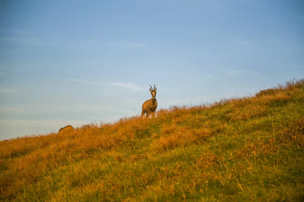 Beau Chamois Sauvage Curieux Broutant Sur Les Pentes Des Montagnes — Photo