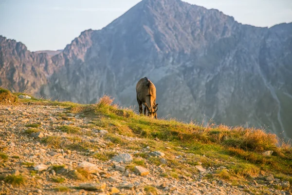 Una Hermosa Curiosa Gamuza Salvaje Pastando Las Laderas Las Montañas — Foto de Stock