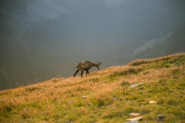 Tatra Dağları eteklerinde otlatma güzel, meraklı vahşi chamois. Vahşi hayvan dağ manzarası içinde. Tatry, Slovakya yaz aylarında.