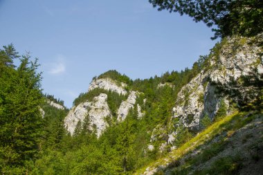 Kayalıklarla düşük Tatra bölgedeki orman içinde güzel bir manzara. Güneşli bir gün, Slovakya, Europe renkli sahne.