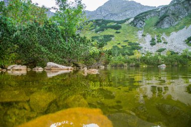Dağ gölde yüzmeye bir güzel kahverengi kadın ördek. Dağ manzarası ile kuşlar. Tatra Dağları, Slovakya.
