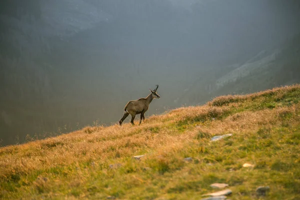 Uma Bela Curiosa Camurça Selvagem Pastando Nas Encostas Das Montanhas — Fotografia de Stock
