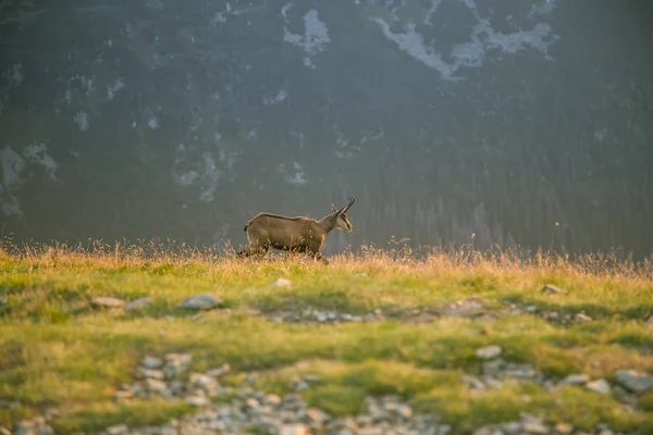 Beautiful Curious Wild Chamois Grazing Slopes Tatra Mountains Wild Animal — Stock Photo, Image