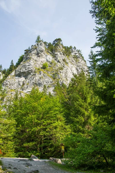 Kayalıklarla düşük Tatra bölgedeki orman içinde güzel bir manzara. Güneşli bir gün, Slovakya, Europe renkli sahne.