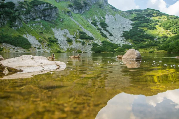 Dağ Gölde Yüzmeye Bir Güzel Kahverengi Kadın Ördek Dağ Manzarası — Stok fotoğraf