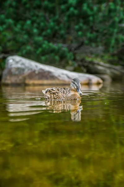 Eine Schöne Braune Weibliche Ente Die Bergsee Schwimmt Bergwelt Mit — Stockfoto