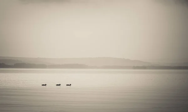 Hermoso Paisaje Matutino Con Patos Nadando Lago Montaña Con Montañas — Foto de Stock