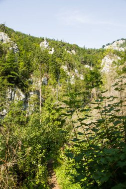 Slovakya, Europe Tatra Dağları'nda bir güzel dağ manzarası. Dağlar ve orman ile yaz sahne.