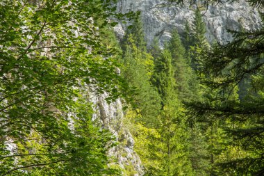 Slovakya, Europe Tatra Dağları'nda bir güzel dağ manzarası. Dağlar ve orman ile yaz sahne.