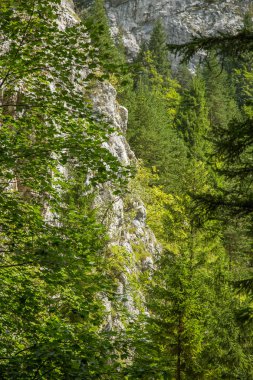 Slovakya, Europe Tatra Dağları'nda bir güzel dağ manzarası. Dağlar ve orman ile yaz sahne.