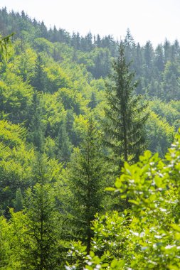 Slovakya, Europe Tatra Dağları'nda bir güzel dağ manzarası. Dağlar ve orman ile yaz sahne.