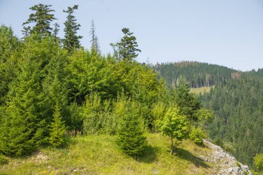 Slovakya, Europe Tatra Dağları'nda bir güzel dağ manzarası. Dağlar ve orman ile yaz sahne.
