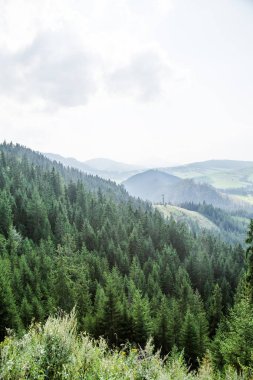 Slovakya, Europe Tatra Dağları'nda bir güzel dağ manzarası. Dağlar ve orman ile yaz sahne.