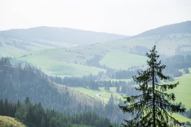 Slovakya, Europe Tatra Dağları'nda bir güzel dağ manzarası. Dağlar ve orman ile yaz sahne.