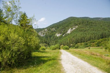 Slovakya düşük Tatra bölgesinde bir güzel yürüyüş iz. Dağ ve orman yolunda yürüyorum. Yaz manzara.