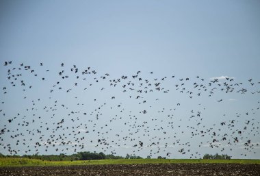 Starlings ve lapwings göç alan için hazır. Sonbaharda güneye doğru uçan kuşlar sürüsü. Murmuration. Kuşlar ile kırsal manzara.