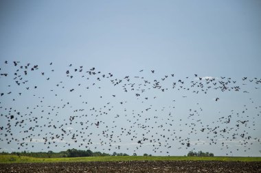 Starlings ve lapwings göç alan için hazır. Sonbaharda güneye doğru uçan kuşlar sürüsü. Murmuration. Kuşlar ile kırsal manzara.