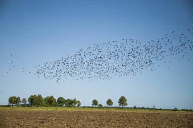 Starlings ve lapwings göç alan için hazır. Sonbaharda güneye doğru uçan kuşlar sürüsü. Murmuration. Kuşlar ile kırsal manzara.