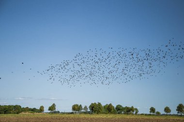 Starlings ve lapwings göç alan için hazır. Sonbaharda güneye doğru uçan kuşlar sürüsü. Murmuration. Kuşlar ile kırsal manzara.