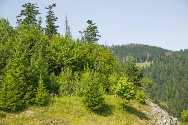 Slovakya, Europe Tatra Dağları'nda bir güzel dağ manzarası. Dağlar ve orman ile yaz sahne.