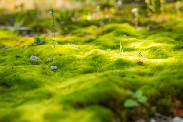 Vacker Närbild Fjällvegetation Tatrabergen Slovakien Europa Sommaren Växter Tatry National — Stockfoto