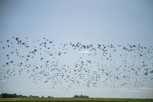 Stare Und Kiebitze Ziehen Über Das Feld Vogelschwärme Fliegen Herbst — Stockfoto