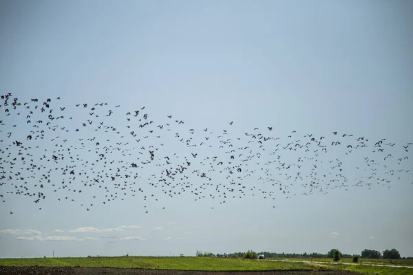 Starlings Lapwings Ready Migration Field Flock Birds Flying South Autumn — Stock Photo, Image