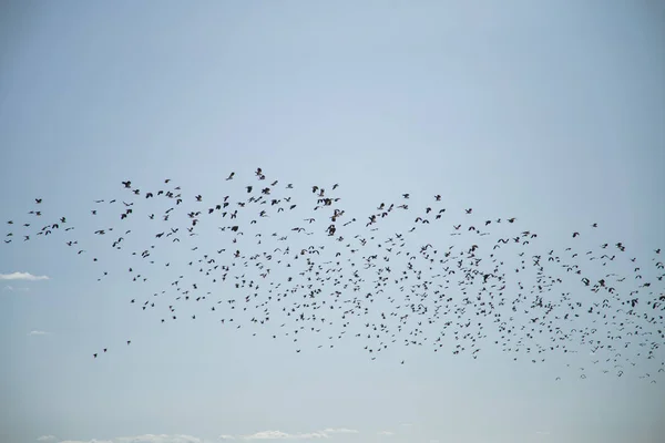 Stare Und Kiebitze Ziehen Über Das Feld Vogelschwärme Fliegen Herbst — Stockfoto