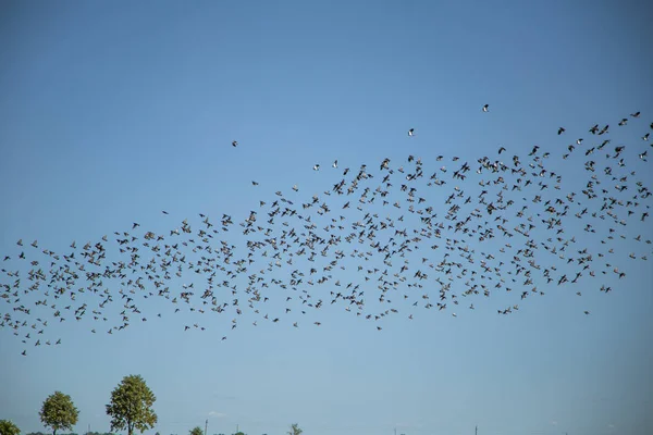 Starlings Lapwings Ready Migration Field Flock Birds Flying South Autumn — Stock Photo, Image