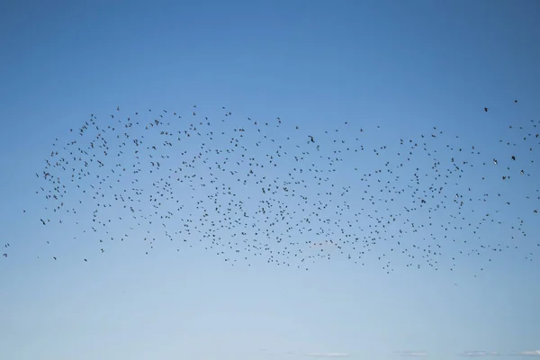 ムクドリとラッピングス フィールドの上の移行の準備ができています 秋に南へ飛んでいる鳥の群れ Murmuration 鳥と田園風景 — ストック写真