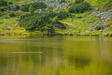Güzel, temiz bir sakin, güneşli gün dağ vadisinde gölde. Yaz aylarında su ile dağ manzarası. Tatry dağlara Slovakya, Europe.