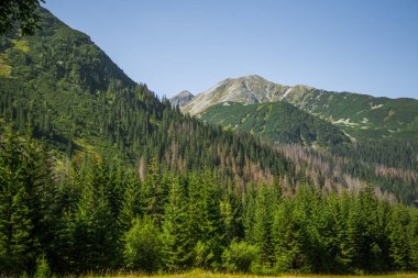 Güzel yaz manzara dağlarda. Doğal sahne Dağları Milli Parkı'nda. Tatra Dağları Slovakya, Europe.