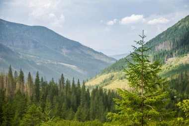 Güzel yaz manzara dağlarda. Doğal sahne Dağları Milli Parkı'nda. Tatra Dağları Slovakya, Europe.